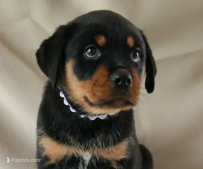 Royal  – Rottweiler puppy for sale in Decatur, TN