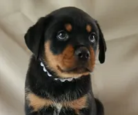 Royal , a female Rottweiler for sale in Decatur, TN – 1 of 5