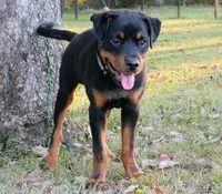 Camo Boy, a male Rottweiler for sale in Decatur, TN – 2 of 3