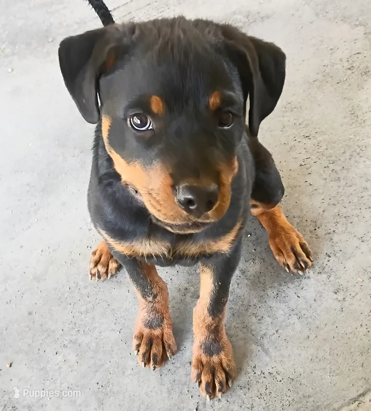 Black Male – Rottweiler puppy for sale in Decatur, TN