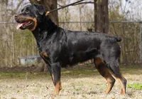 Kodiak, a male Rottweiler for sale in Decatur, TN – 4 of 6