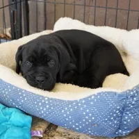 Ruth, a female Cane Corso for sale in Decatur, TN – Photo 7 of 7