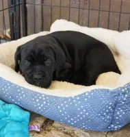 Ruth, a female Cane Corso for sale in Athens, TN – Photo 2 of 2