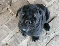 Ruth, a female Cane Corso for sale in Decatur, TN – Photo 2 of 7