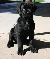 Ruth, a female Cane Corso for sale in Decatur, TN – Photo 5 of 7