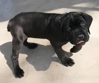Ruth, a female Cane Corso for sale in Decatur, TN – Photo 1 of 7