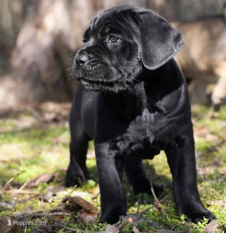 Ruth, a female Cane Corso for sale in Athens, TN – Photo 1 of 2