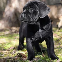 Ruth, a female Cane Corso for sale in Decatur, TN – Photo 6 of 7