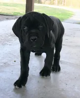 Ruth, a female Cane Corso for sale in Decatur, TN – Photo 3 of 7