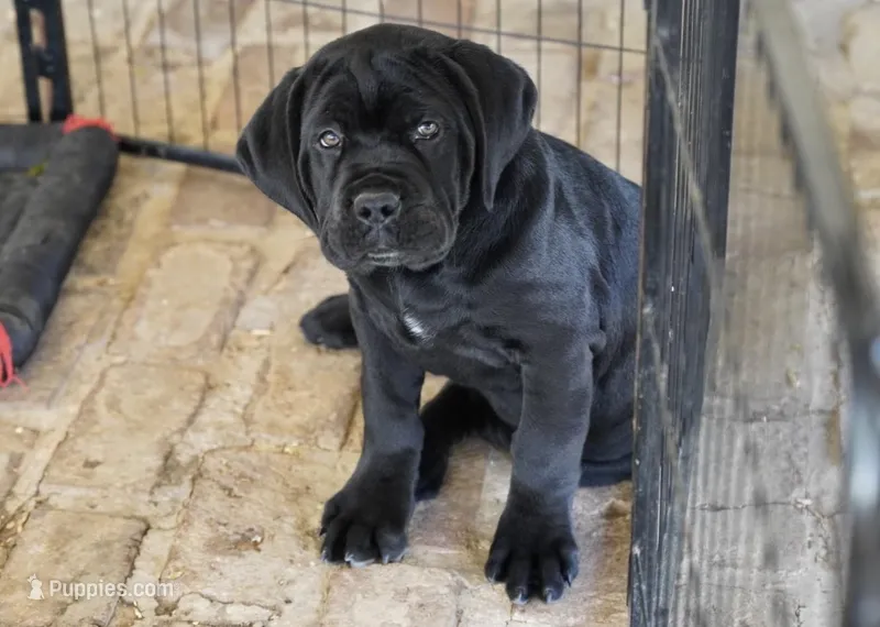 Ruth – Cane Corso puppy for sale in Decatur, TN