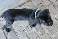 Ruth, a female Cane Corso for sale in Decatur, TN – Photo 4 of 7