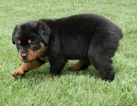 Kodiak, a male Rottweiler for sale in Decatur, TN – 2 of 6