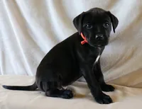 Orange Male, a male Rottweiler and American Pit Bull Terrier for sale in Decatur, TN – 3 of 4