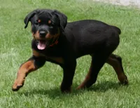 Melee, a female Rottweiler for sale in Decatur, TN – 3 of 5