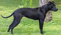 Grimm, a male Rottweiler and American Pit Bull Terrier for sale in Decatur, TN – 4 of 5