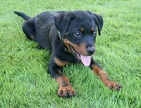 Vex, a male Rottweiler for sale in Decatur, TN – 3 of 3