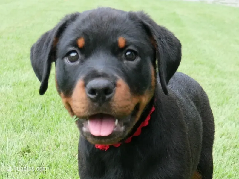 Velocity  – Rottweiler puppy for sale in Decatur, TN