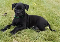 Green Collar, a male Rottweiler and American Pit Bull Terrier for sale in Decatur, TN – 2 of 5