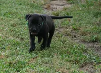 Drax, a male Rottweiler and American Pit Bull Terrier for sale in Decatur, TN – 2 of 5