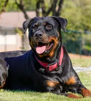 Kenza, a female Rottweiler for sale in Decatur, TN – 1 of 2