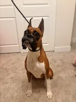Adele, a female Boxer for sale in Whitesboro, TX – 5 of 5