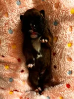 Elton, a female Boxer for sale in Wellington, CO – Photo 1 of 2