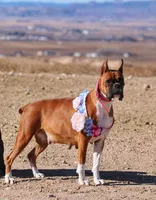 Adele, a female Boxer for sale in Whitesboro, TX – 4 of 5