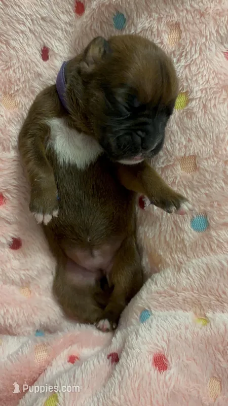 Eden, a female Boxer for sale in Wellington, CO – Photo 1 of 2