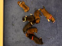 Adele x Billy litter, a male Boxer for sale in Wellington, CO – Photo 4 of 4