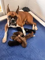 Adele x Billy litter, a male Boxer for sale in Wellington, CO – Photo 3 of 4