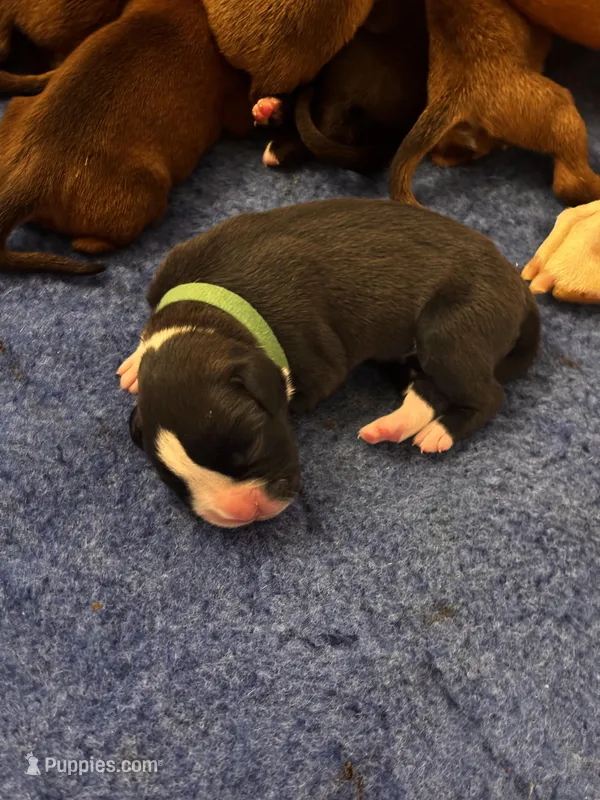 Adele x Billy litter, a male Boxer for sale in Wellington, CO – Photo 1 of 4