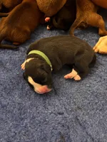 Adele x Billy litter, a male Boxer for sale in Wellington, CO – Photo 1 of 4