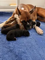 Adele x Billy litter, a male Boxer for sale in Wellington, CO – Photo 2 of 4