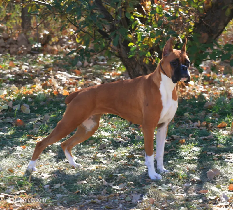 Adele – Boxer puppy for sale in Whitesboro, TX