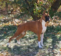 Adele, a female Boxer for sale in Whitesboro, TX – 1 of 5