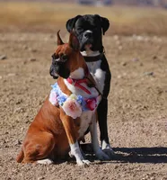 Adele, a female Boxer for sale in Whitesboro, TX – 2 of 5