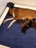 Adele, a female Boxer for sale in Whitesboro, TX – 3 of 5
