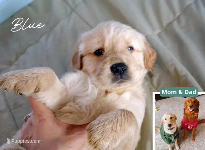 Blue – Golden Retriever puppy on hold in Houston, TX