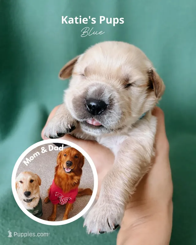 Blue – Golden Retriever puppy for sale in Houston, TX