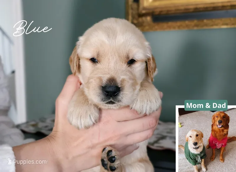 Blue – Golden Retriever puppy for sale in Houston, TX