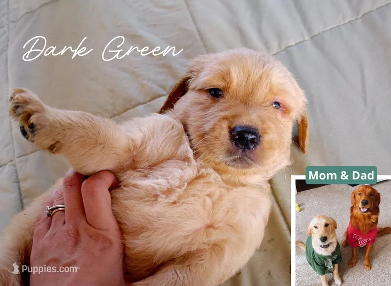 Dark Green – Golden Retriever puppy for sale in Houston, TX