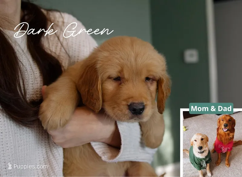Dark Green – Golden Retriever puppy for sale in Houston, TX