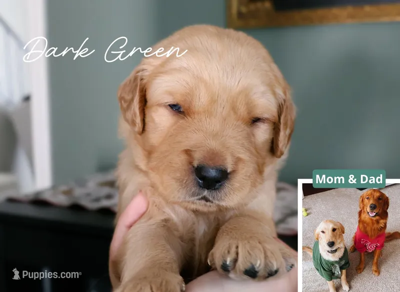 Dark Green – Golden Retriever puppy for sale in Houston, TX