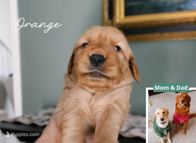 Orange – Golden Retriever puppy for sale in Houston, TX