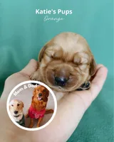 Orange, a female Golden Retriever for sale in Houston, TX – Photo 1 of 5