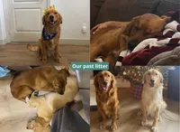 Orange, a female Golden Retriever for sale in Houston, TX – Photo 3 of 5