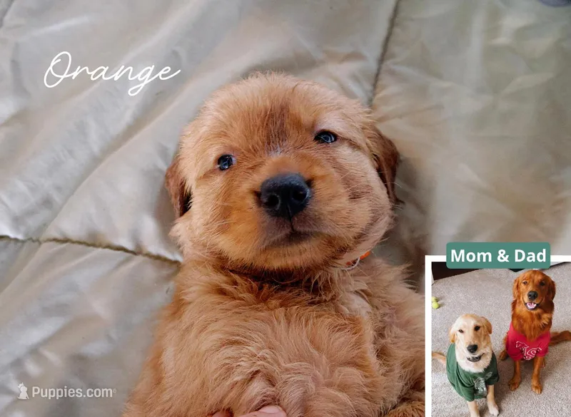 Orange – Golden Retriever puppy for sale in Houston, TX