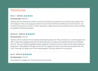 Orange, a female Golden Retriever for sale in Houston, TX – Photo 5 of 5