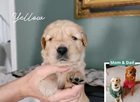 Yellow, a female Golden Retriever for sale in Houston, TX – Photo 1 of 5