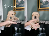 Yellow, a female Golden Retriever for sale in Houston, TX – Photo 2 of 5